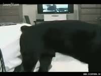 [ Beastiality Porn Tube ] Sex with dog